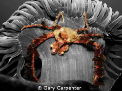 Hanging on - Crab (Inachus sp) on Snakelocks anemone (Ane... by Gary Carpenter 